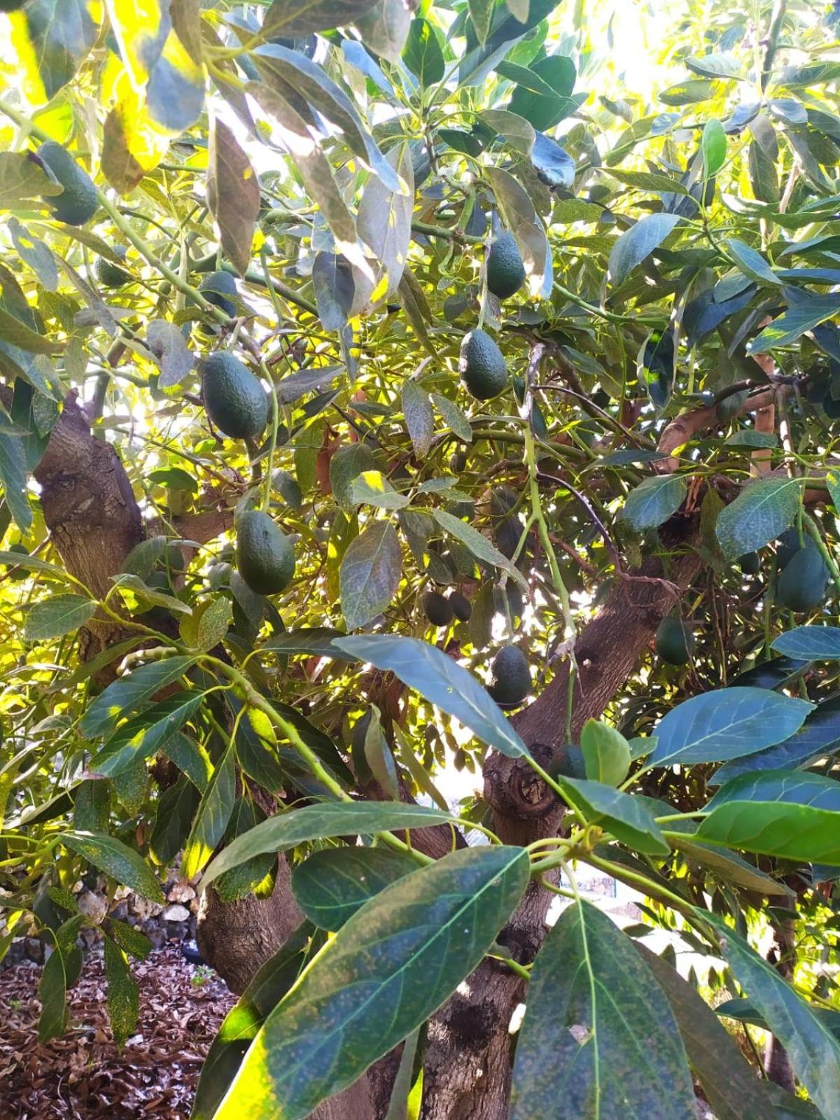 Вилла Rural Jardines La Quinta Эль-Пасо Экстерьер фото